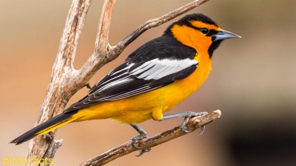 BULLOCK’S ORIOLE 