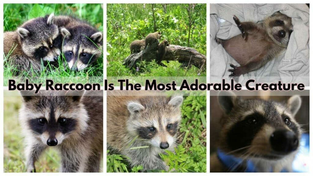 Baby Raccoon Is The Most Adorable Creature Complete Guide