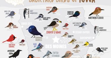 Birds of Iowa