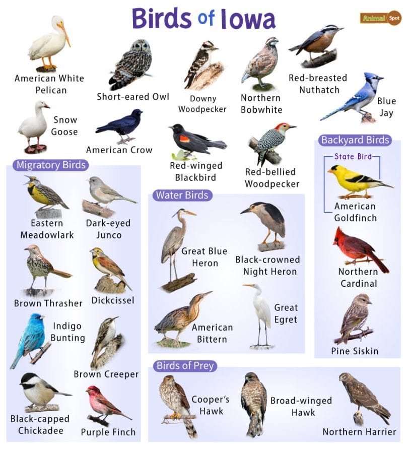 Birds of Iowa