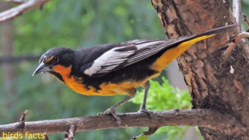 Black-backed Oriole