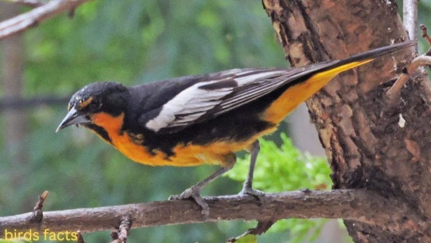 black backed oriole Black-backed Oriole