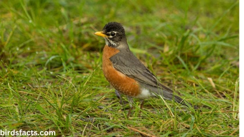 DON’T TREAT YOUR LAWN WITH PESTICIDES ROBIN BIRDS DON’T TREAT YOUR LAWN WITH PESTICIDES