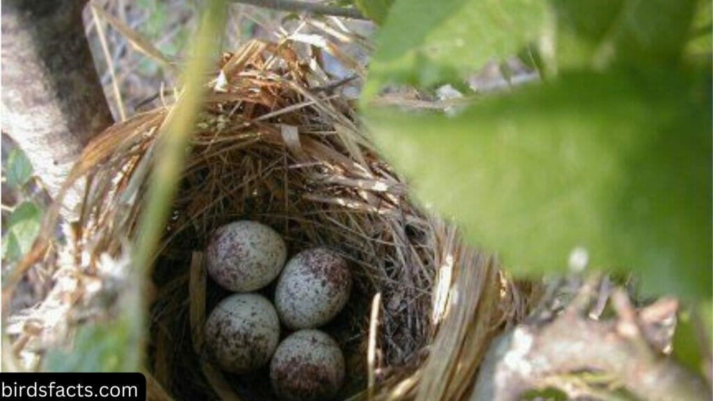 painted bunting FEMALES BUILD THE NEST