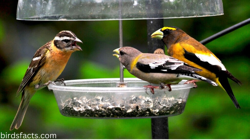 GROSBEAK-FRIENDLY BIRD FEEDERS