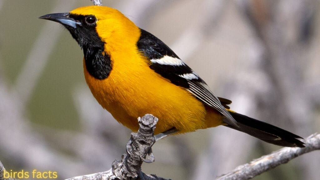 HOODED ORIOLE