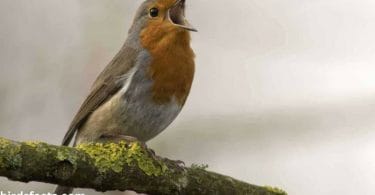 HOW TO ATTRACT ROBINS TO YOUR YARD