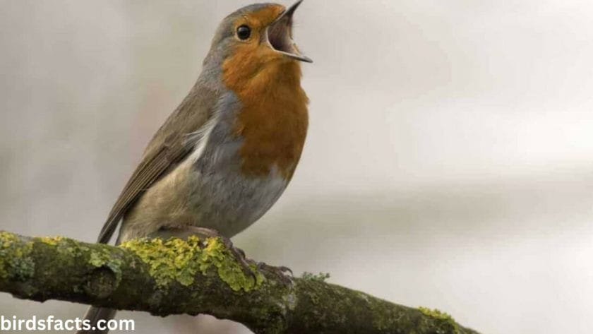 HOW TO ATTRACT ROBINS TO YOUR YARD 