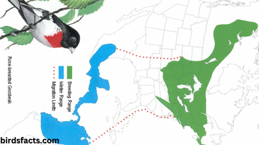 rose breasted grosbeak range map