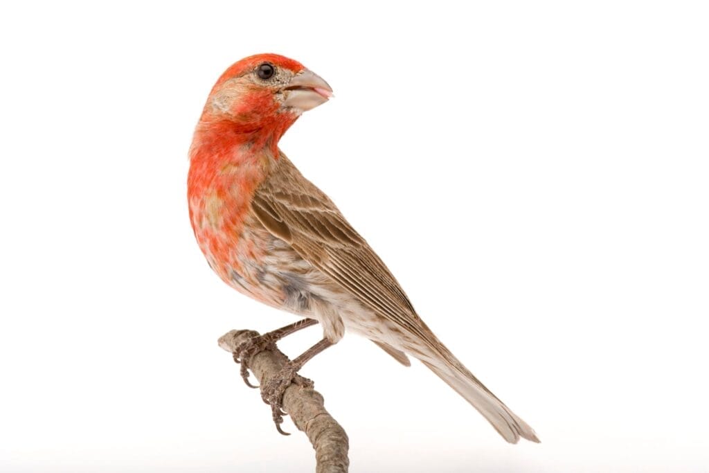 House Finch