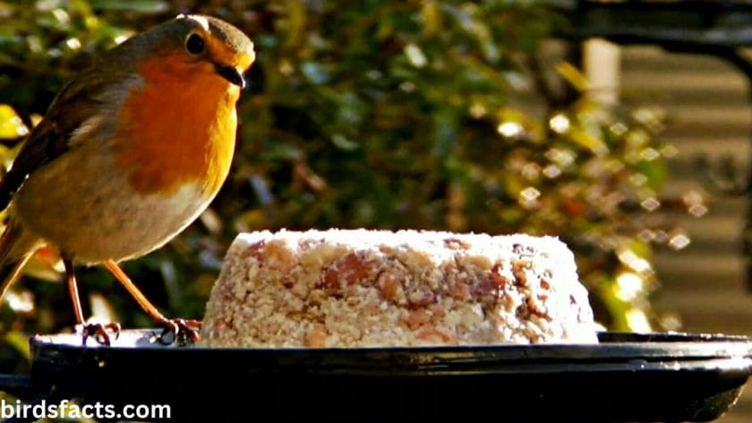 Lure them in with Suet Cakes