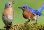 MALE VS FEMALE BLUEBIRDS 3 MAIN DIFFERENCES
