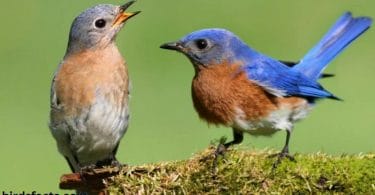 MALE VS FEMALE BLUEBIRDS 3 MAIN DIFFERENCES