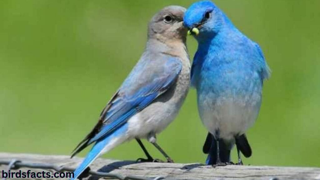 mountain bluebird 