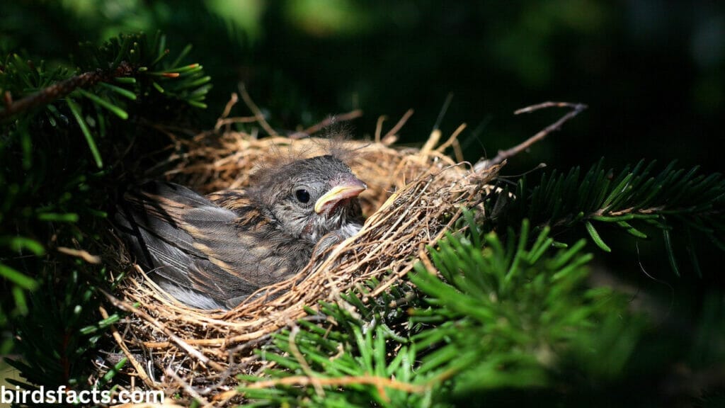 OFFER MATERIALS FOR NESTING