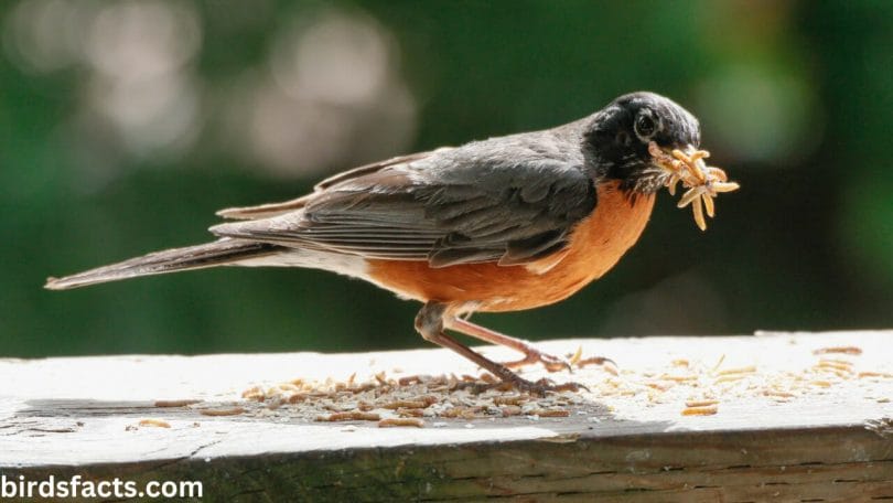 OFFER MEALWORMS OR FRUIT