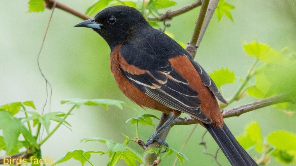 ORCHARD ORIOLE