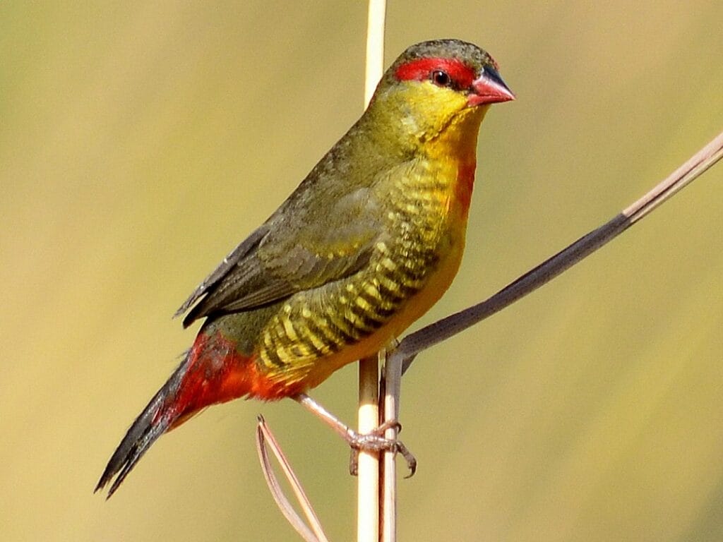 Orange Breasted Waxbill