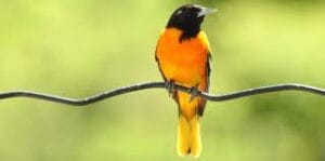 Orchard Oriole