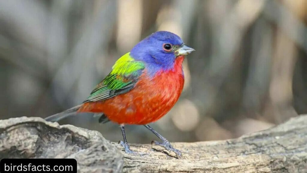 MALES AND FEMALES ARE DIFFERENTLY COLORED