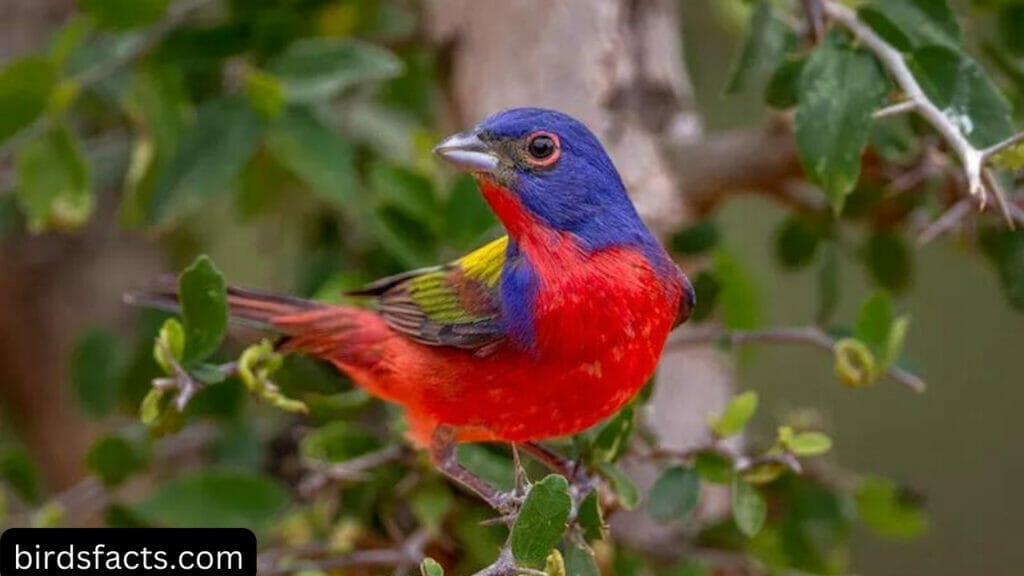 PAINTED BUNTINGS SPEND THE SUMMER IN THE UNITED STATES