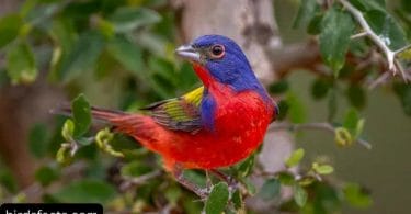 PAINTED BUNTINGS SPEND THE SUMMER IN THE UNITED STATES