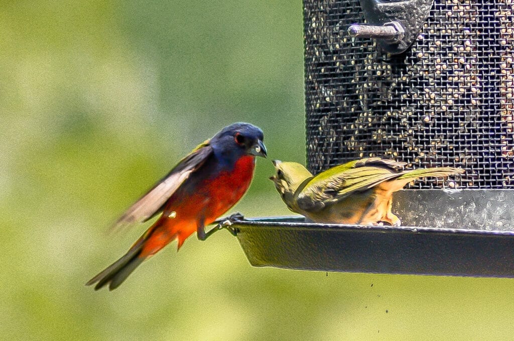 PAINTED BUNTINGS WILL VISIT BIRD FEEDERS