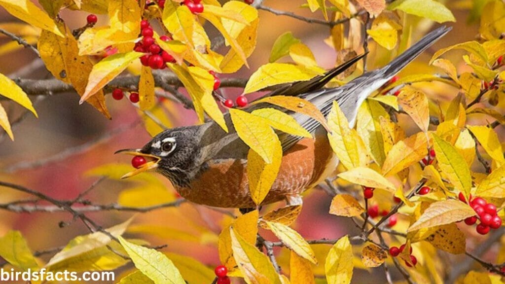 PLANT BERRY PRODUCING TREES & BUSHES