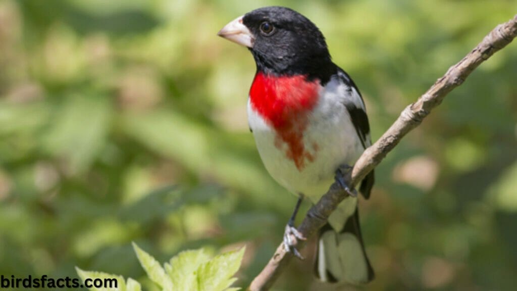 PROVIDE GROSBEAKS FAVORITE BIRDSEED