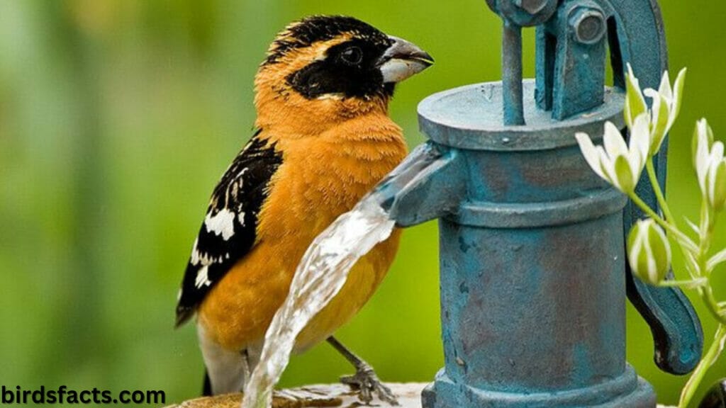 rose breasted grosbeak