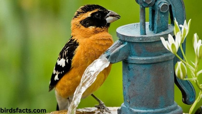 rose breasted grosbeak rose breasted grosbeak
