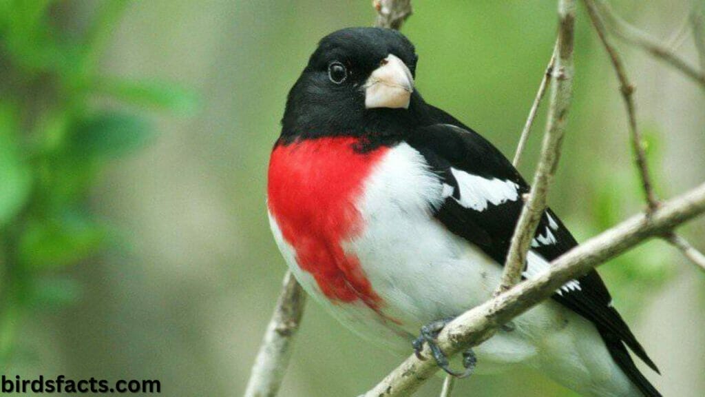 grosbeak food