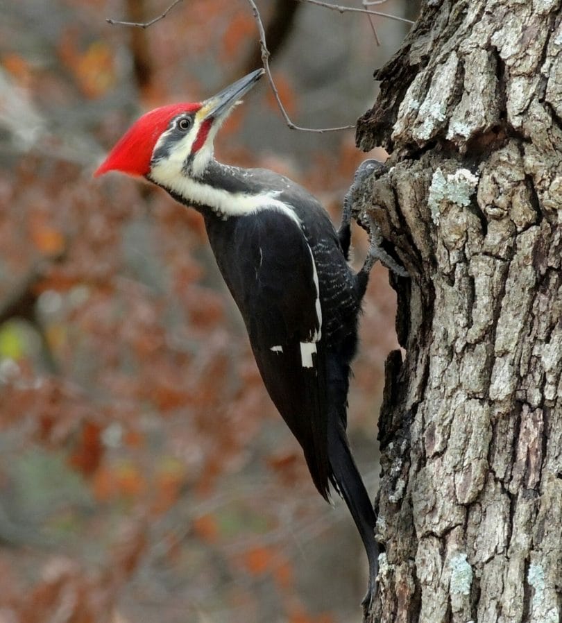 a picture of a woodpecker