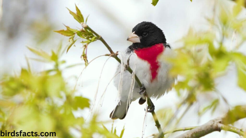 ATTRACT ROSE-BREASTED