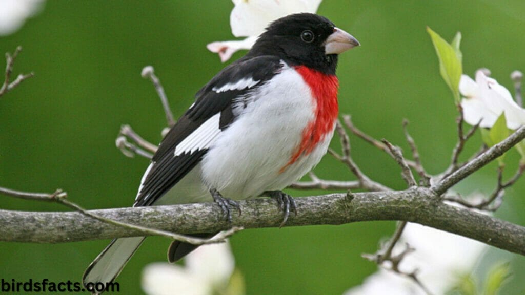 song of rose breasted grosbeak