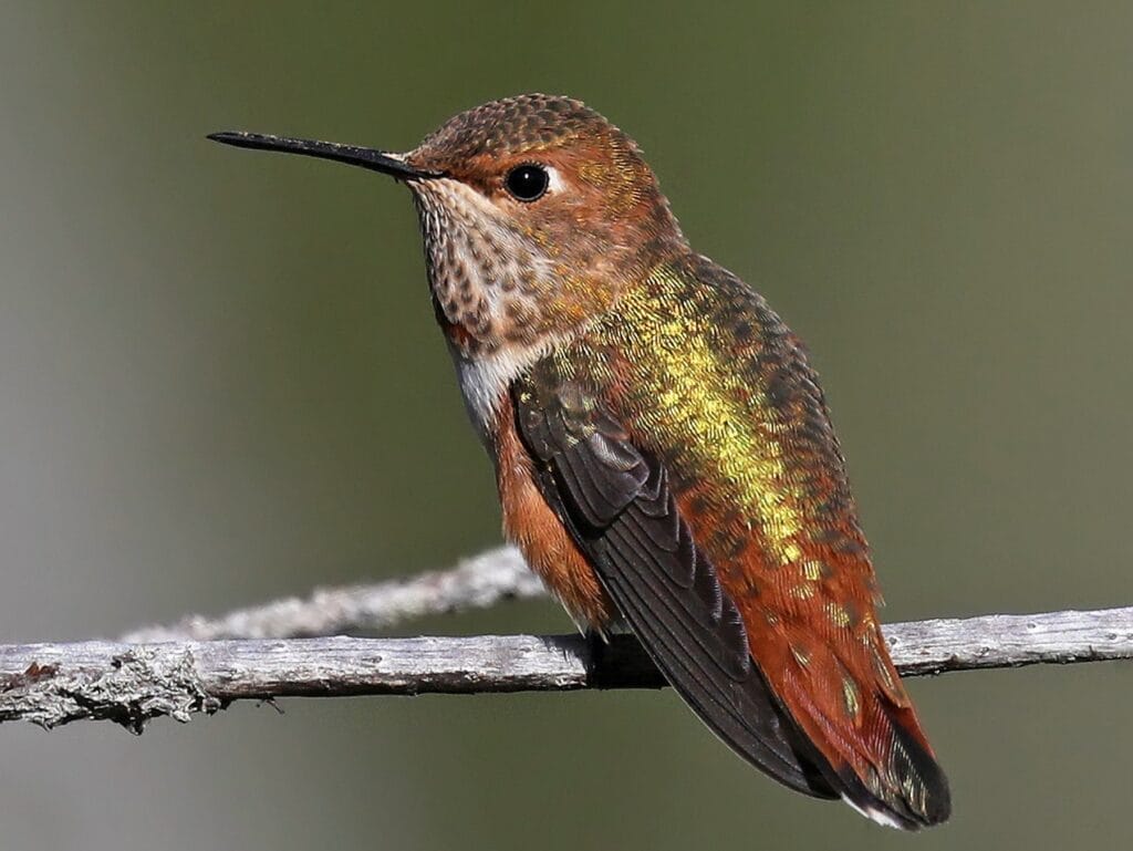 Rufous Hummingbird