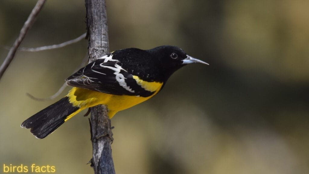 SCOTT’S ORIOLE 