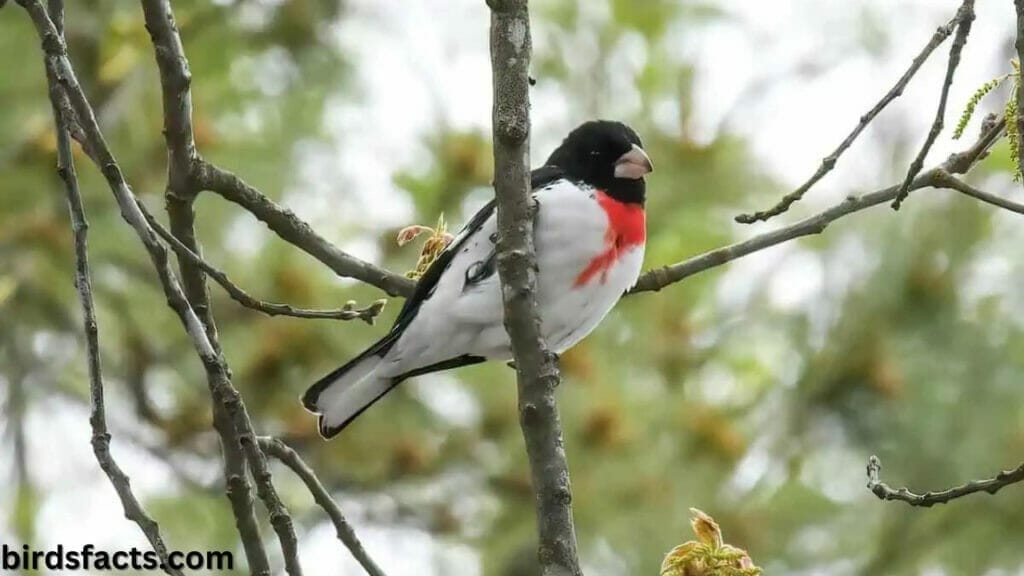 rose breasted grosbeak favorite food SHELTER AND NESTING AREAS