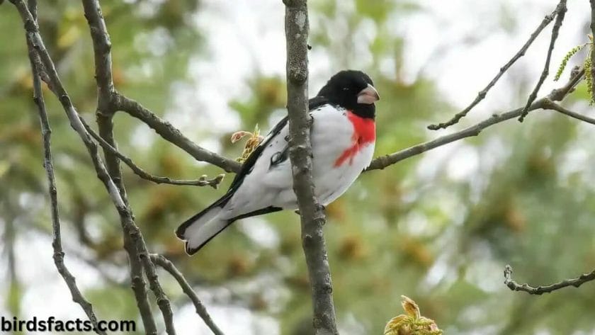 rose breasted grosbeak favorite food SHELTER AND NESTING AREAS