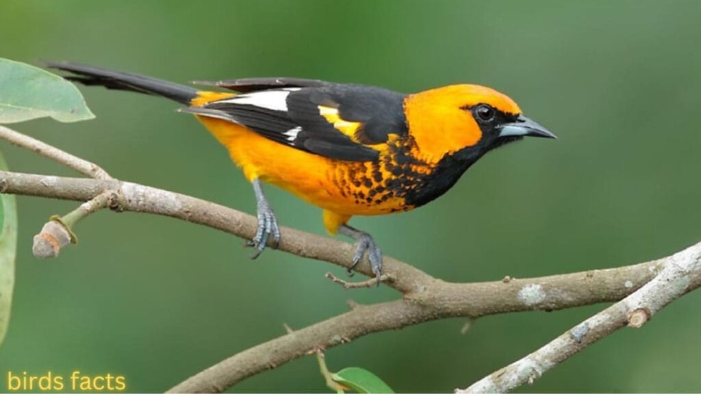 SPOT-BREASTED ORIOLE