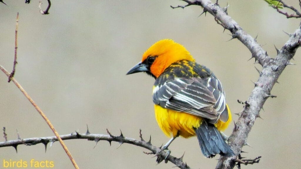 STREAK-BACKED ORIOLE 