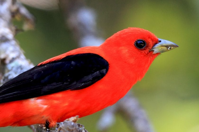 Scarlet Tanager