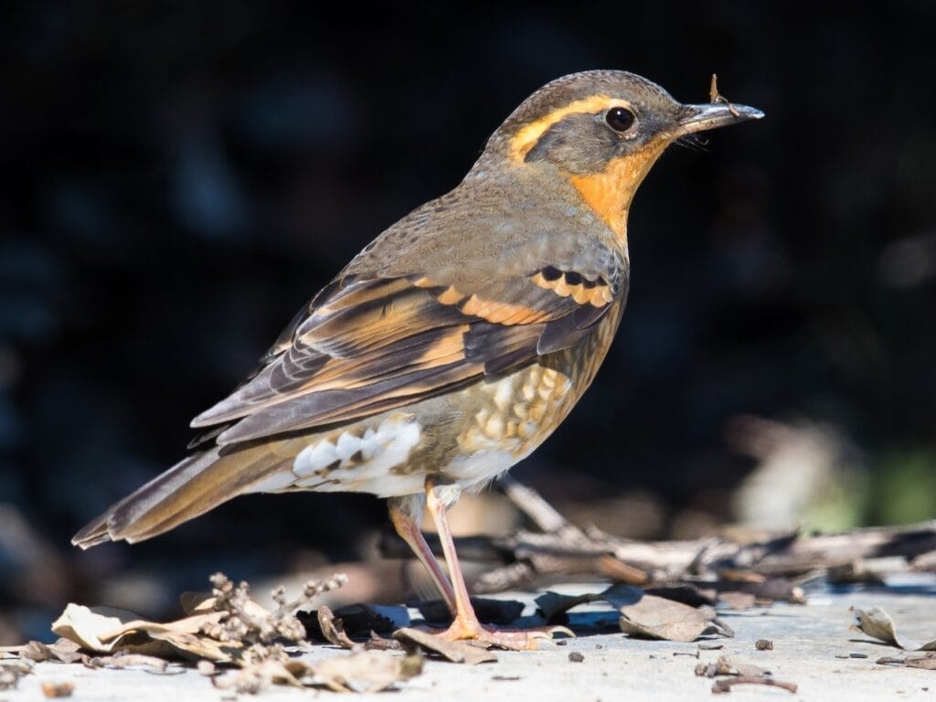 Varied Thrush