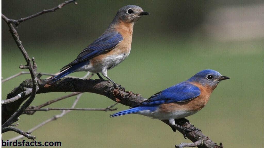 8b western bluebird escape WESTERN BLUEBIRDS MALE VS FEMALE