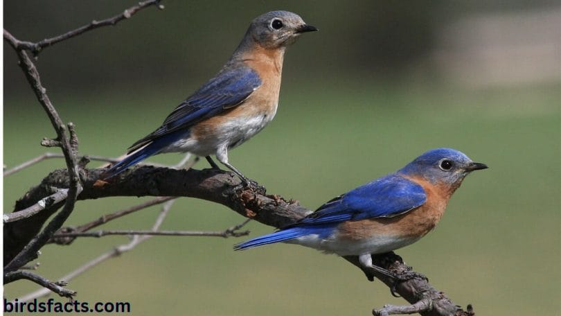 WESTERN BLUEBIRDS MALE VS FEMALE 