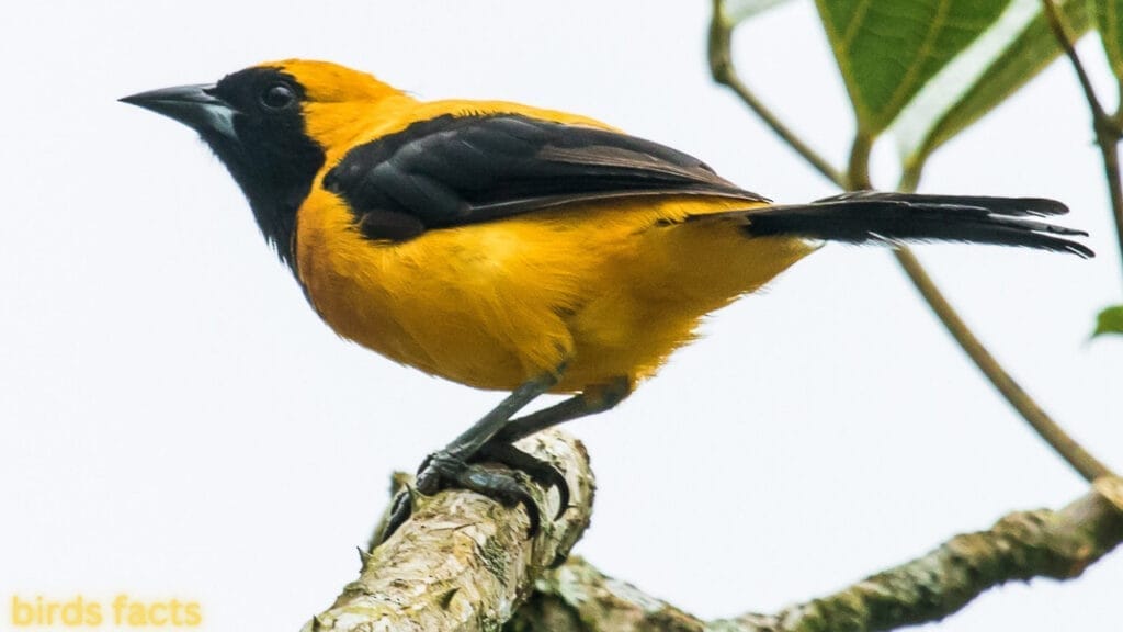 Yellow-backed Oriole