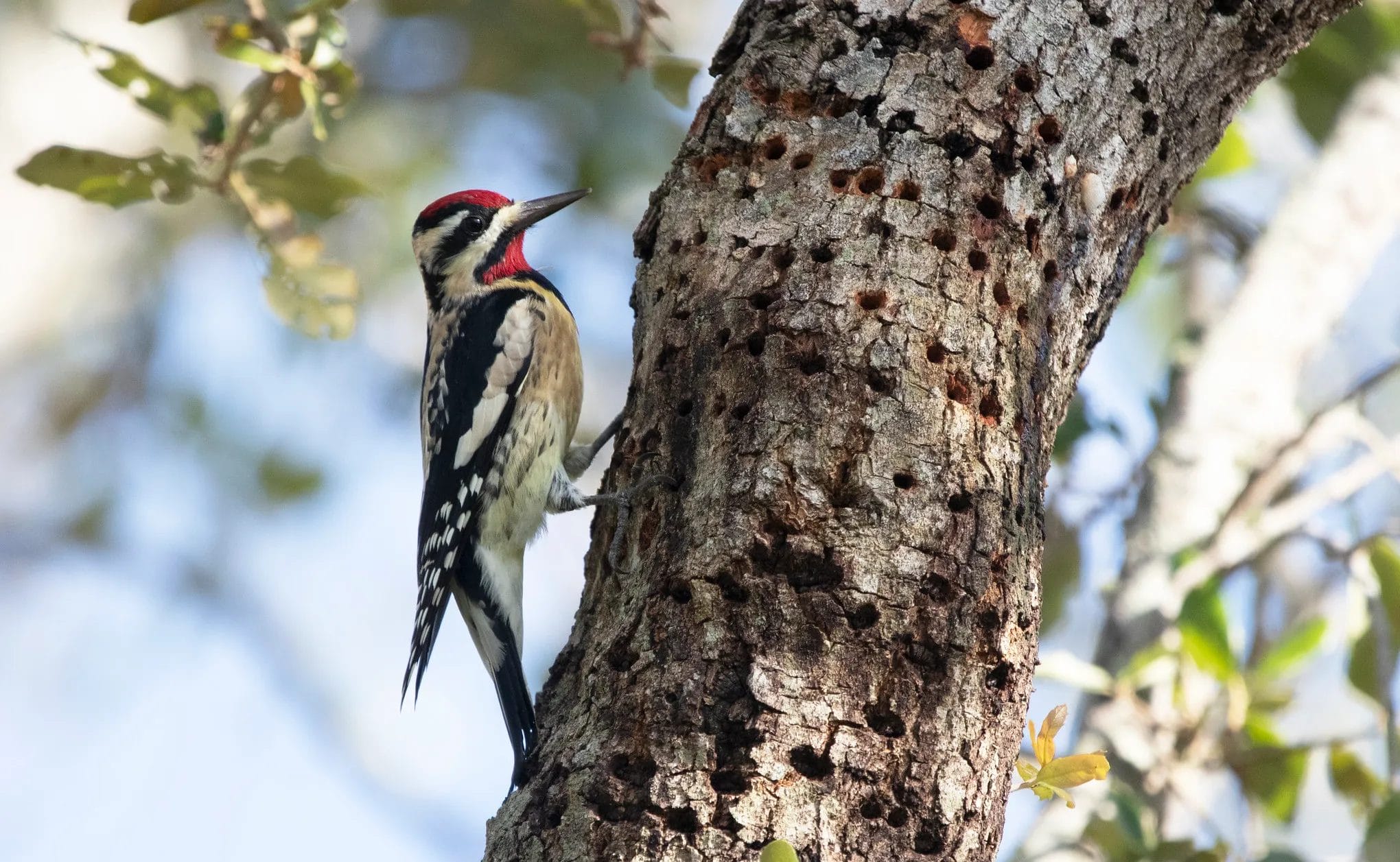 Yellow-bellied Sapsuckers