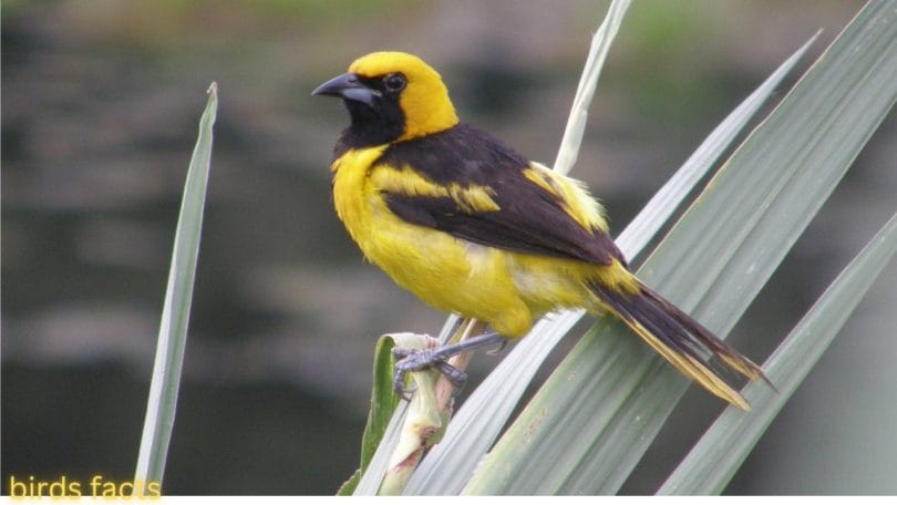 Yellow-tailed Oriole