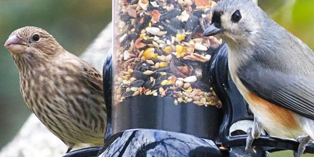 window bird feeder