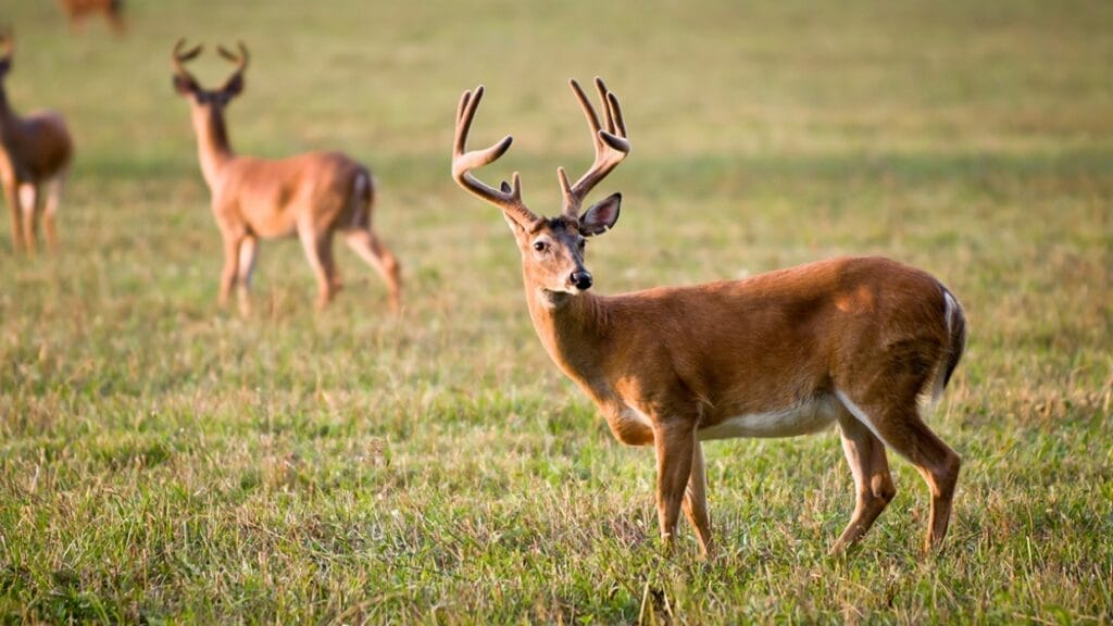 Deer Poop: What Does Deer Scat Look Like?